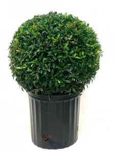 Eugenia Globulus Topiary