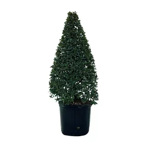 Eugenia-Globulus-–-Topiary-Cone-3g-copy-1